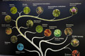 Pedigree Tree algae, fungi and plants
