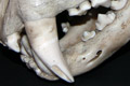 tiger skull
