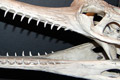 Gharial skull (Gavialis gangeticus)
