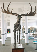 Giant Elk (Megaloceros giganteus)