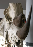 Rhinoceros skeleton
