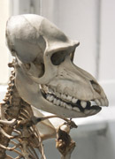 Baboon skeleton
