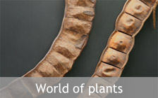 Plant World Exhibition
