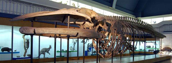 szkielet wieloryba płetwala błekitnego (Balaenoptera musculus)