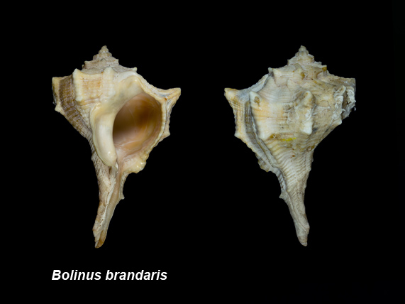 Bolinus brandaris
