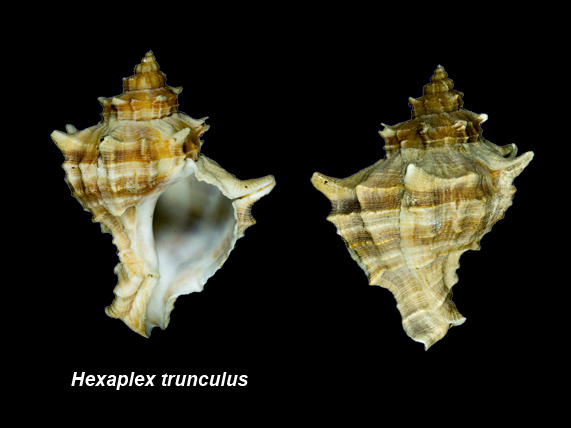 Hexaplex trunculus