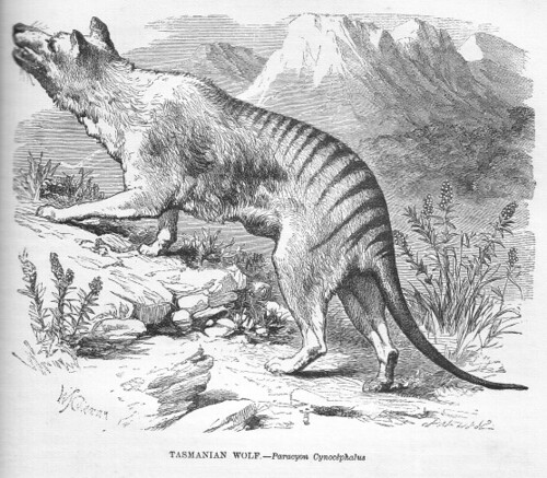 Wilkowór. Rycina z ilustrowanej Historii Naturalnej autorstawa JG Wooda, 1862 r.