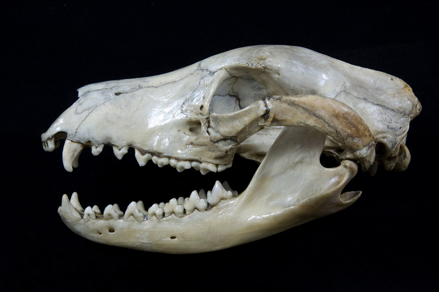 Czaszka samicy wilka workowatego (Thylacinus  cynocephalus) z kolekcji Muzeum Przyrodniczego
