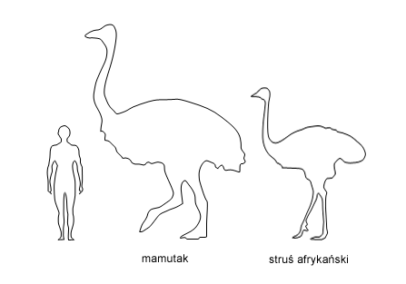 Porównanie rozmiarów mamutaka, strusia i człowieka