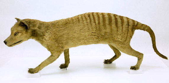 Wilk  workowaty (Thylacinus  cynocephalus); samica z kolekcji  Muzeum Przyrodniczego UWr.