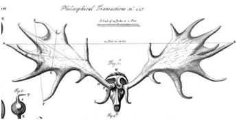 rysunek czaski jelenia z 1704 r