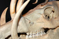 skull Buru babirusa (Babyrousa babyrussa)