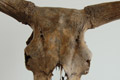 Aurochs skull (Bos primigenius)