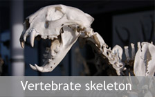 Exhibition vertebrate skeleton