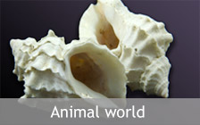 Animal World Exhibition