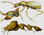 Centralny uklad nerwowy chrząszcza z rodzaju Scydmaenus.