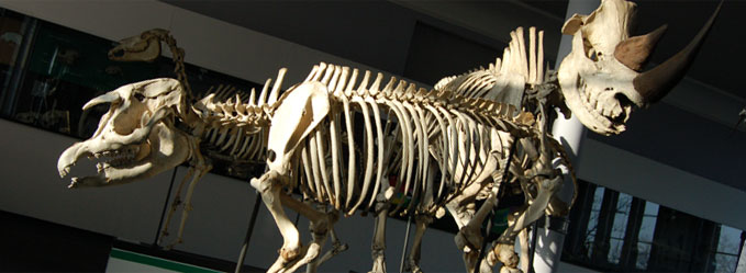 szkielet tapira i nosorozca